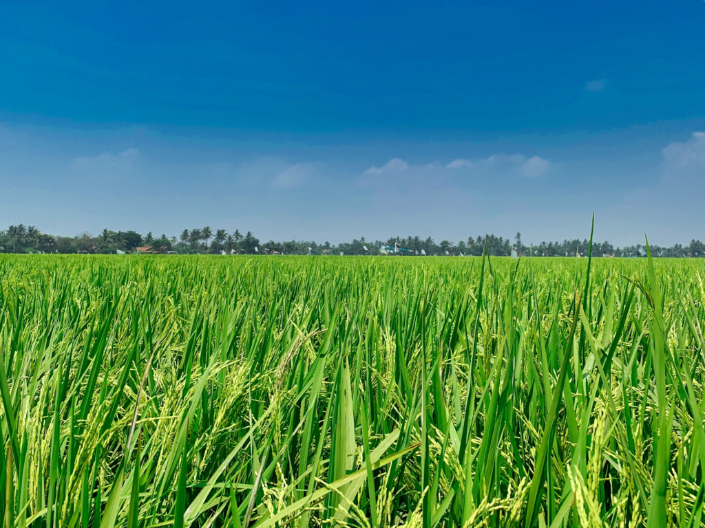 Basmati rice field | Basmati rice | exclusiveblogspot.com